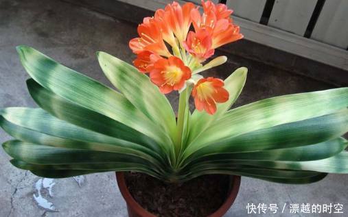 烂根|君子兰烂根了先别扔,老花友教你几招轻松救活,而且还能爆盆开花