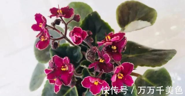 花卉|3种耐阴植物，还是同科的“亲戚”，养殖在北阳台上，照样开满花