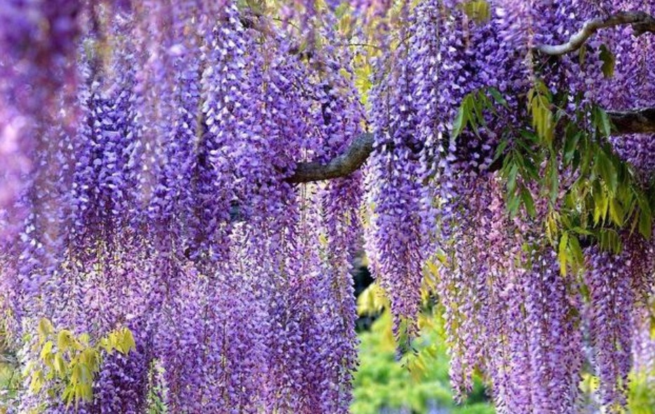 养护|春天就养5种花,好养又漂亮,花团锦簇,人见人爱!