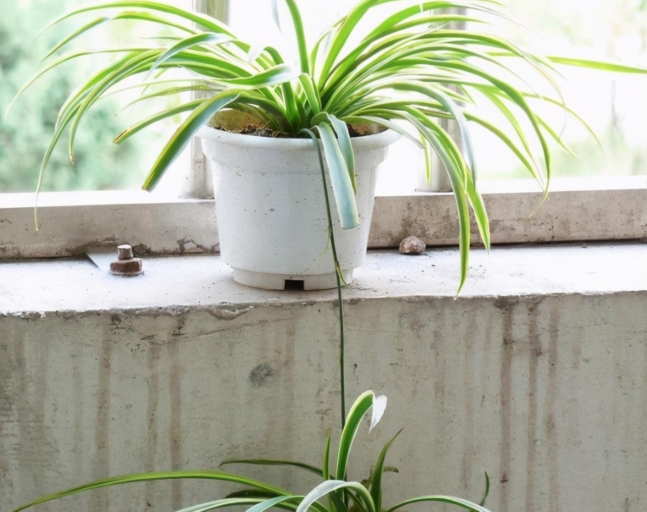 阳台室内都可养的“3种盆栽”，虽普通却皮实好养，清新又美观