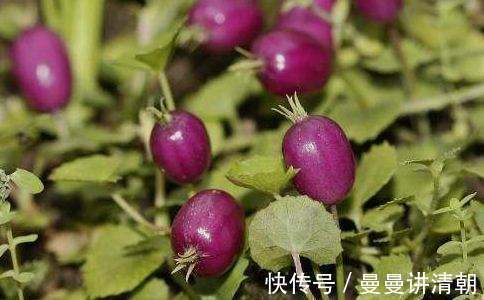 妇科病|妇科病的克星终于找到了,用它泡水喝,活血化瘀,远离妇科病困扰