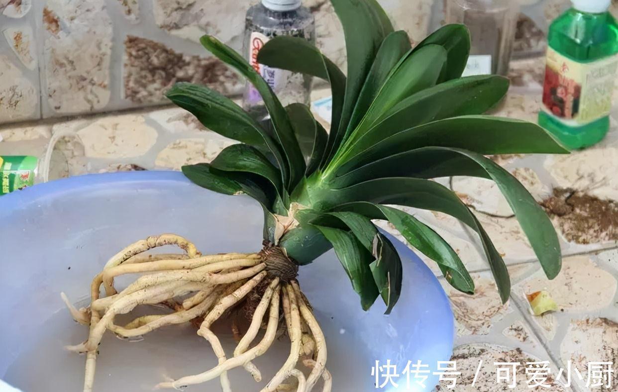 君子兰爱烂根,学会4点,快速生根,叶片翠绿挺拔