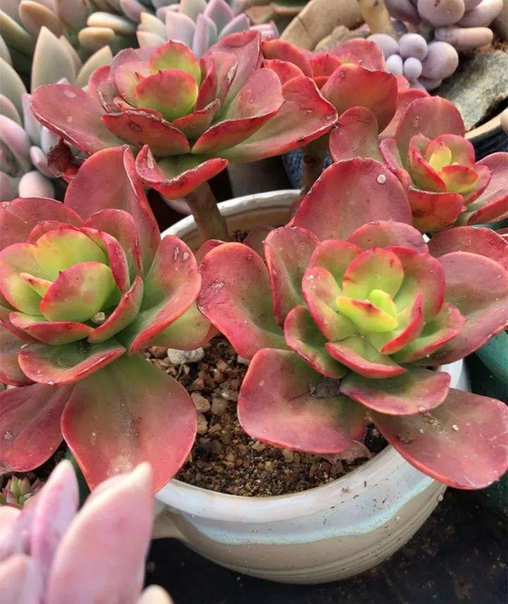 姐姐养了9年的多肉，没有买肥就用它，个个长成精！