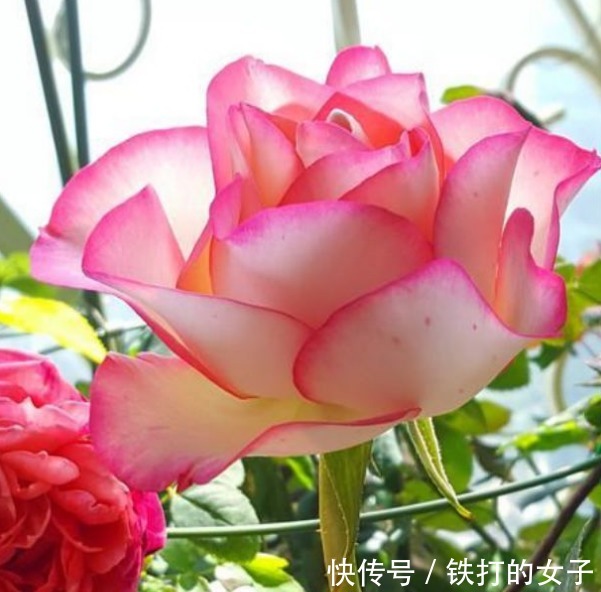 4种漂亮花,是花卉中的“佼佼者”,仙气十足,谁见了都想养!