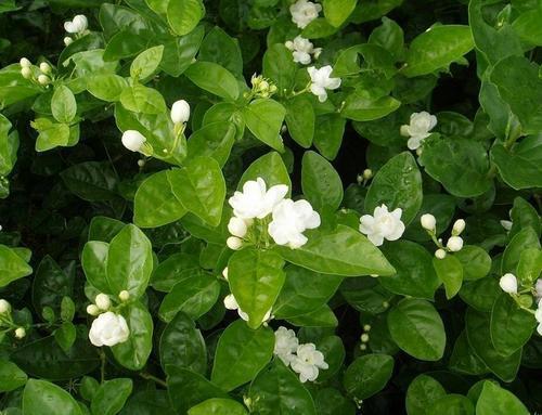 茉莉花|盆栽茉莉花芬芳美丽满枝丫,茉莉花的养护方法,养花小白也能驾驭