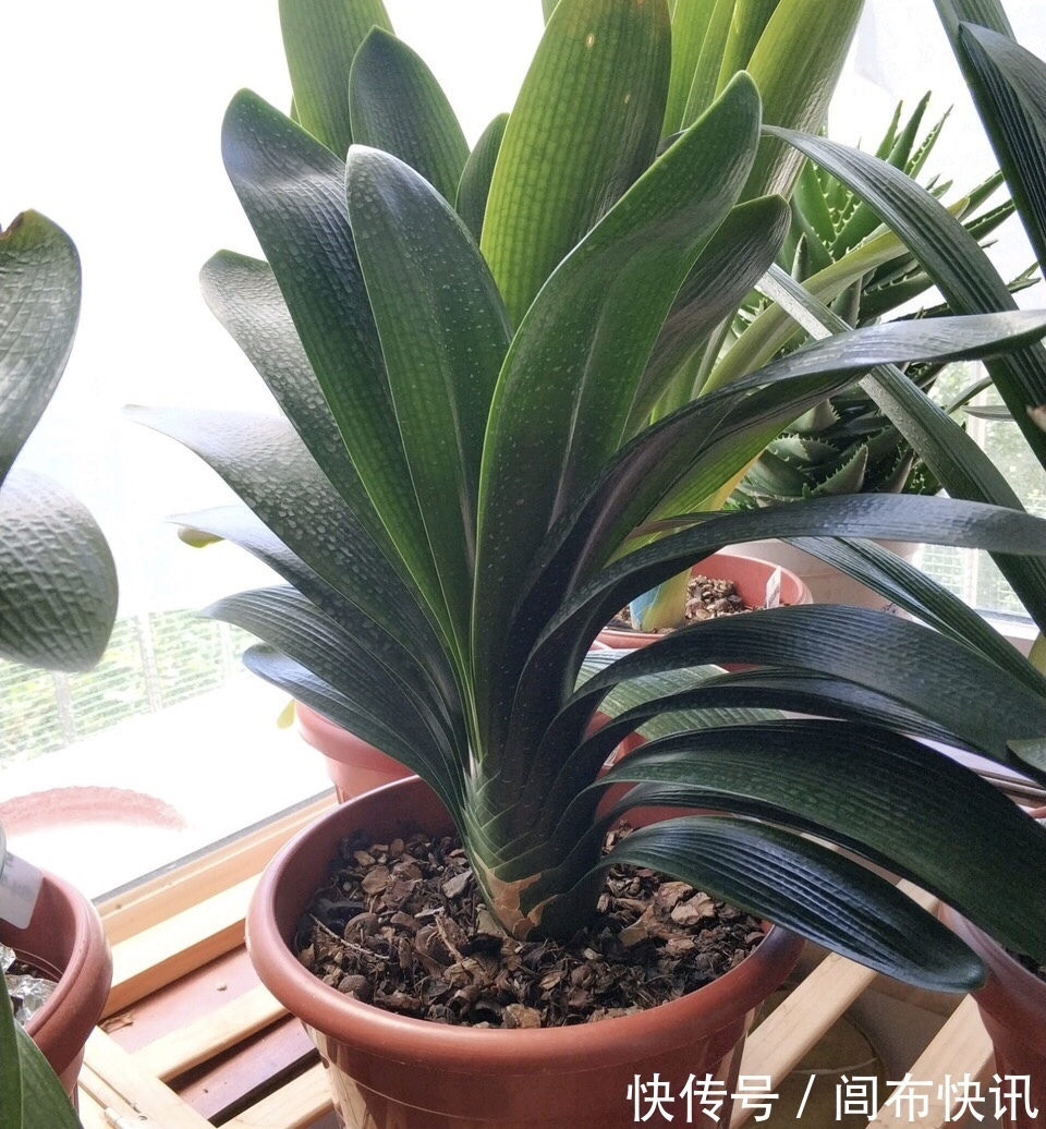 养君子兰，了解4个“原则”，新叶整齐、翠绿，入冬长出花箭