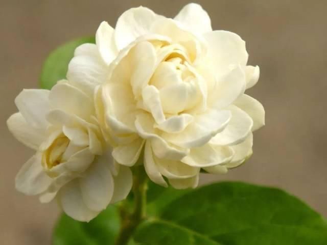 在花盆里栽种茉莉花，如何让它们每一年都能重新开花