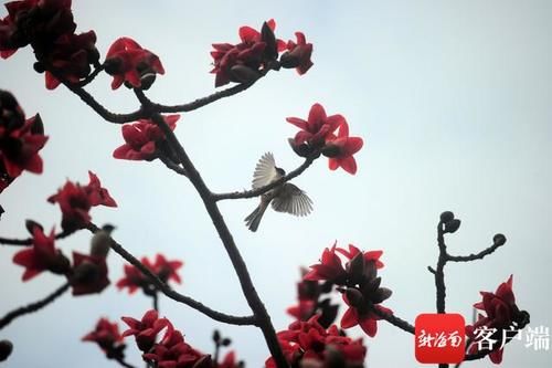 原创组图丨三亚：木棉花开 春到技头