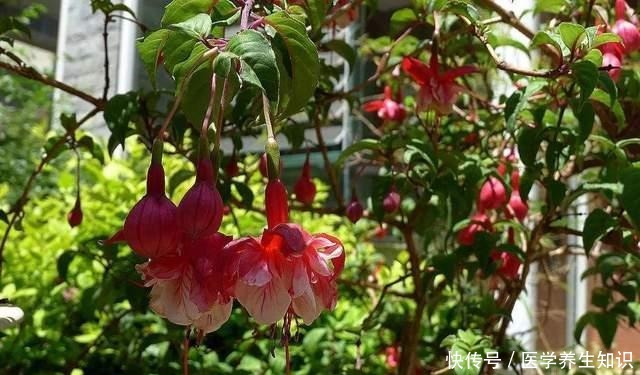 这3种花特别的耐寒 完全不将冬天放在眼里 天越冷花朵越漂亮 粉紫色 这3种花特别的耐寒 完全不将冬天放在眼里 天越冷花朵越漂亮 粉紫色