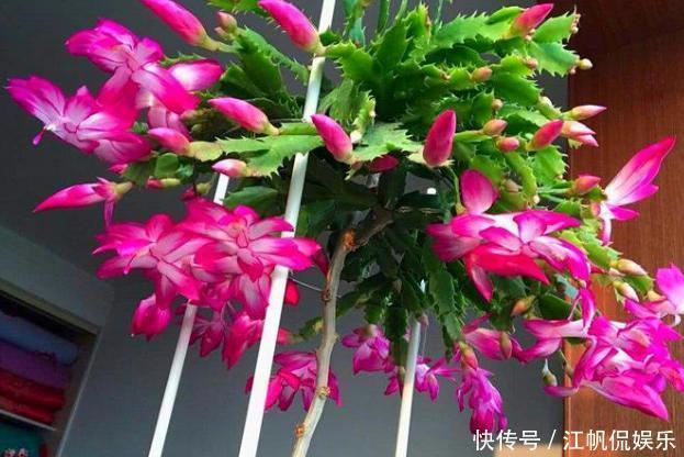 蟹爪兰叶片软趴趴怎么办从3方面对症处理，冬春花开爆满盆