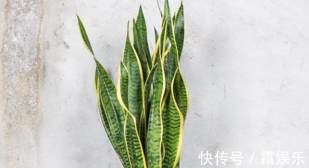 修剪|喜欢养花,先戒掉7个坏习惯,不然啥花也养不好,你占了几个