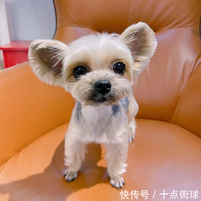 养狗|CBA球员吐槽无法接受吃狗肉,林丹曾呼吁球迷:抵制吃狗肉行为!