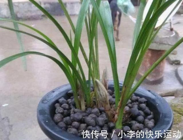 黄豆|兰花花期实在长得慢？老花匠教你一招，让它30天内就开爆盆