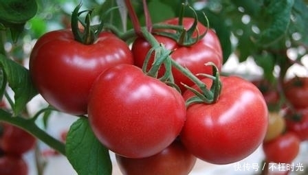 常吃西红柿，你会收到3个好处，但要注意三种事项
