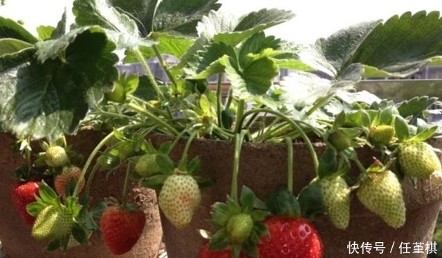 栽花盆里的这几种水果树,种一棵可以吃几年,造型修整下确定美