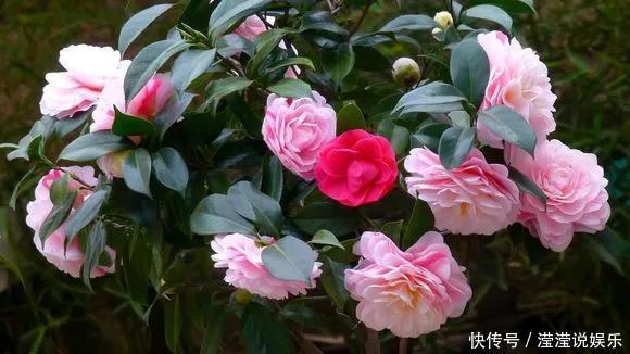 6种花是“老酒鬼”,1个月喝2杯,叶子油亮亮,花苞冒不完