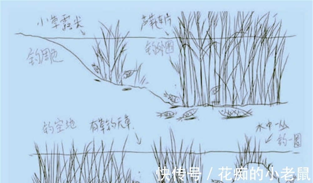 茎秆|野钓鲫鱼未必钓草,除了下雨不钓草,还有这些情况不如钓明水!