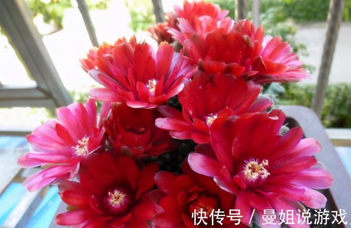 霸气“旱养花”就选这1种,家里养一盆,子子孙孙,越养越多