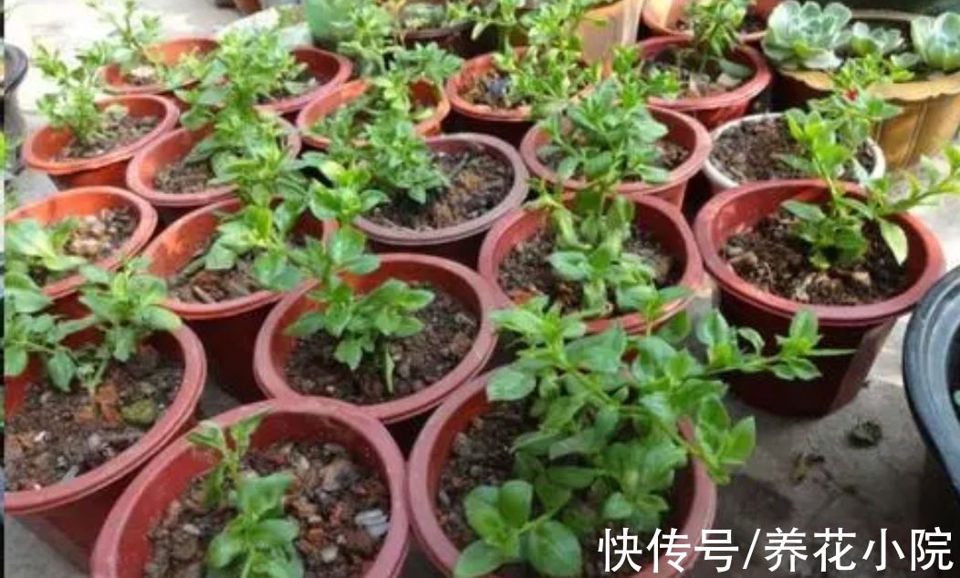 容易生根的7种花，剪根枝条就能插活，不用花钱买