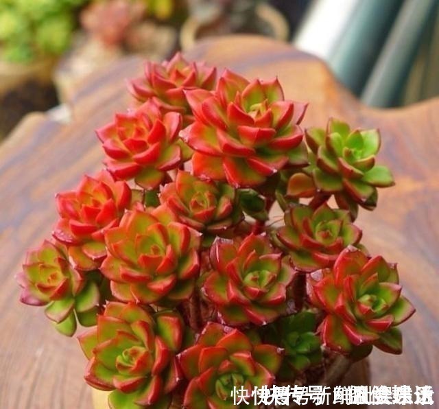 观音莲|养多肉,就养这“6盆”,越长越肥,颜色越来越好看,太美了!