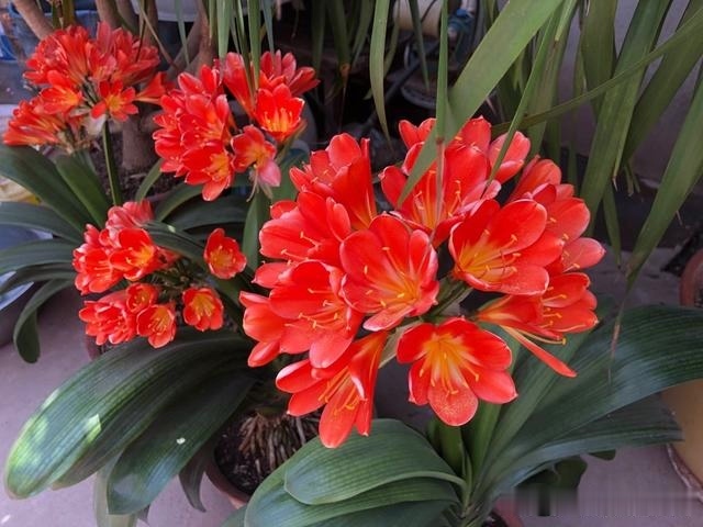 浇灌|君子兰肥足长得壮,4种“肥水”轮着浇,10枝花箭一起蹿出来