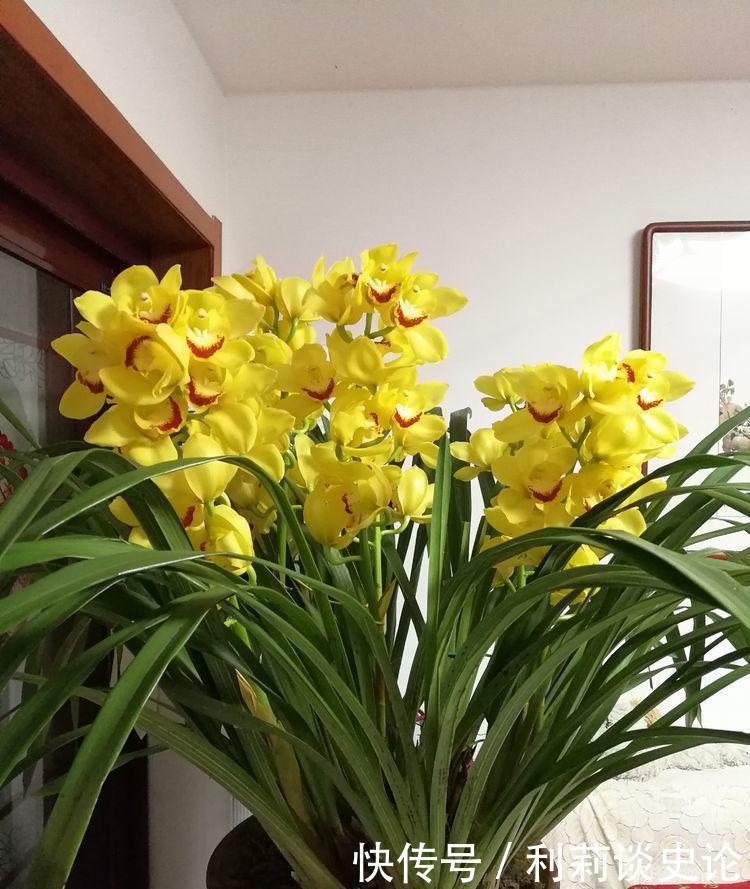 家养此款花卉,开花勤爱爆盆,花开娇艳美不胜收,一年四季都赏花