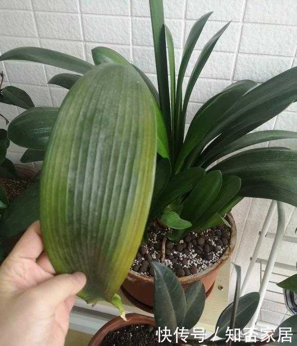 浇死|夏天养花,4种植物容易“浇死”,进入休眠期,浇水能少则少