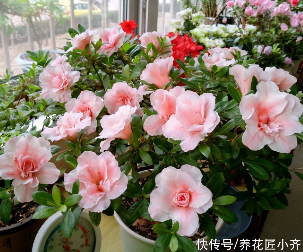 杜鹃花春天有“三勤”，做好叶子油绿满树新芽，到了花期就爆盆