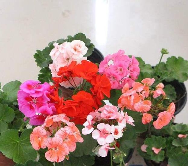 生根|此5种花,花期长又好养,扦插就生根,夏天也一个劲儿的开花