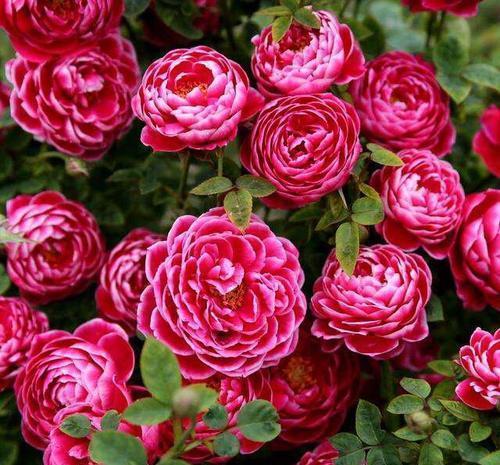 新手养月季,购买时间有讲究,避开这个季节,不然养不活浪费钱!