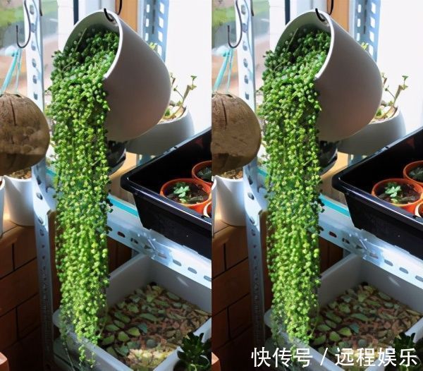 植株|容易爆盆的“3种”吊兰,挂起来养在阳台,就像“绿窗帘”