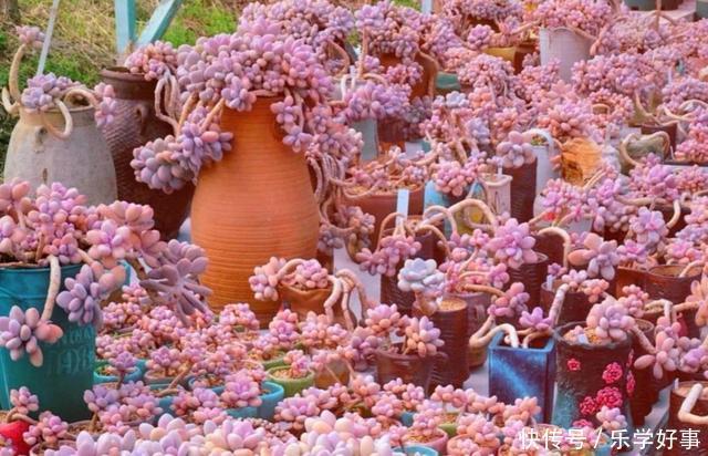 最萌不过粉色，这10款粉色系多肉，各有各的美，哪种能“粉”到你