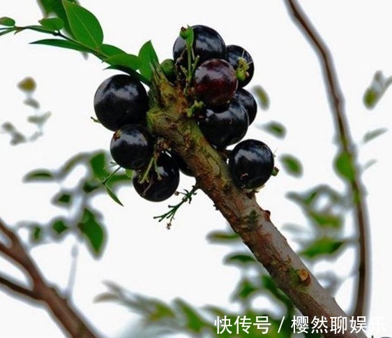 金银花|暑假回老家若遇到这种树,一定要偷偷挖回家种!价值连城