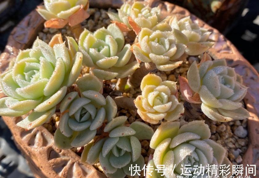 多肉圣卡洛斯,藏在鲁氏石莲背后的幽灵——粗看一样,细看却不同