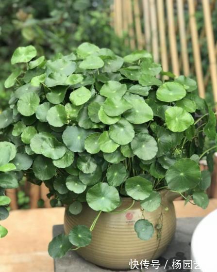 家里养了这些花,冷空气来袭要“保暖”,不然冻坏了剩个空盆