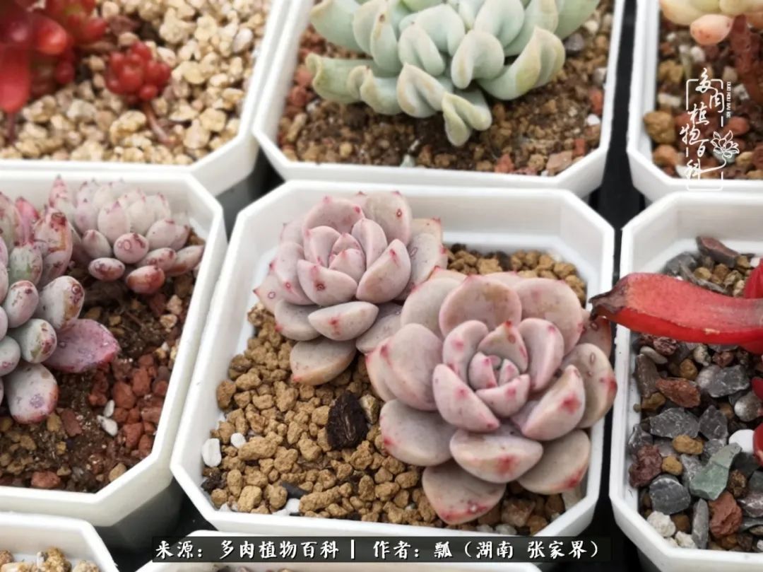 干货新手在多肉的选购、配土、上盆、养护环节走过的误区！