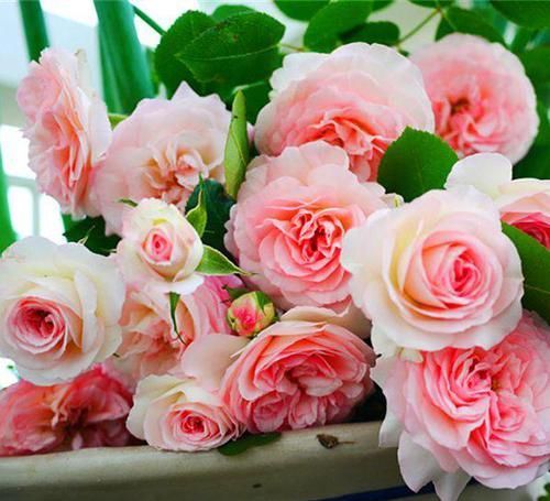  品种|邻居们都羡慕的月季，从不生病，四季都开花，花开双色，花量巨大