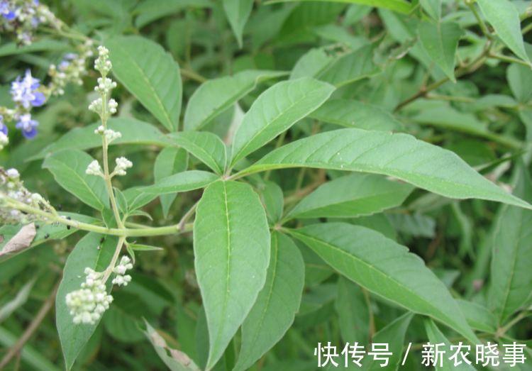 皮实|农村这树遍地是，长得快又皮实，做成盆景却价值不菲！