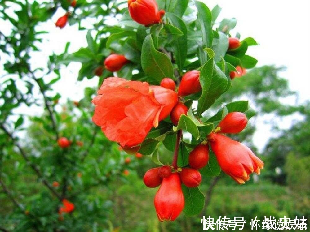 盆栽|此花养家里，年年都开花，红红火火好运来，比绿萝好看10倍