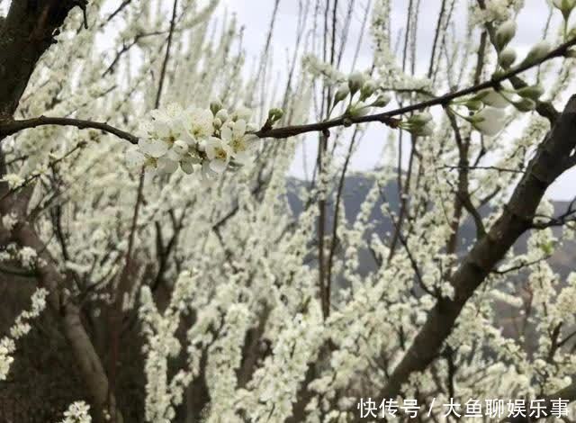 “云”赏花！镇宁李花樱花醉游客