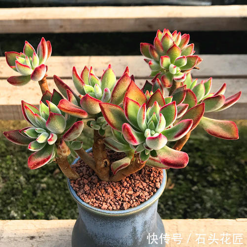 皮实|多肉养1盆死1盆,推荐5个“皮实”品种,一养就爆盆