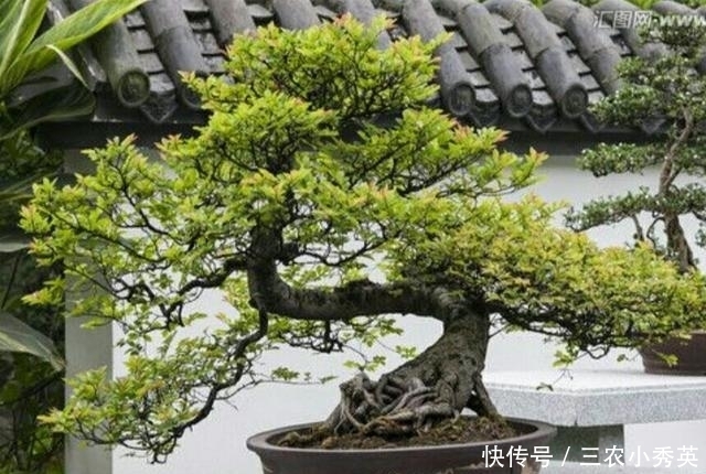 养护好火棘盆景要注意这几个事项