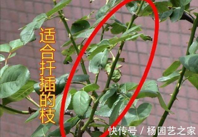 花卉|7月份以后，以下漂亮的花卉，扦插正当时，不仅环境合适生根还快