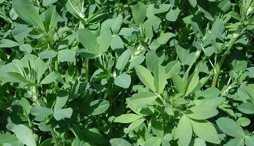 蔬菜|这些野菜你一定见过!营养成分比蔬菜高,属于天然补品,谁吃谁好