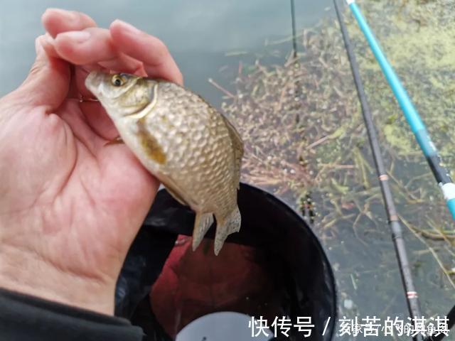 浮漂|细钩条和粗钩条,鱼钩的区别究竟能给钓鱼带来多大的影响