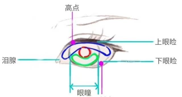 眼头眼尾$从结构到上色让你进一步了解眼睛！从结构到上色让你进一步了解眼睛！