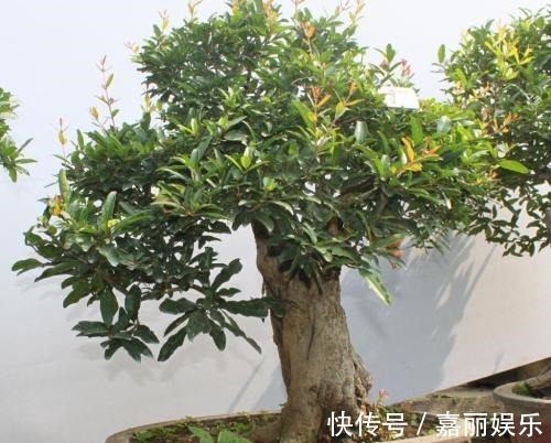 盆栽石榴如何修剪1个修剪小技巧,株型美如盆景,果子多又大