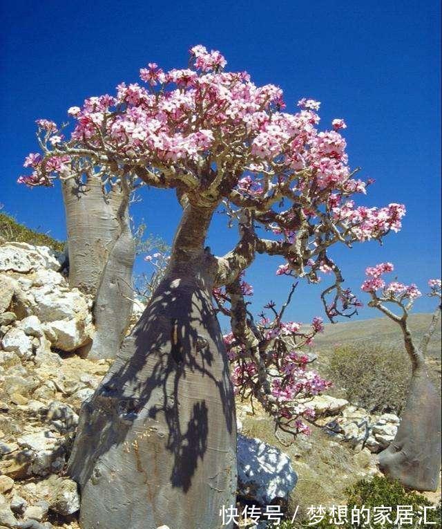 沙漠玫瑰的茎杆太细，想要它长粗一点该怎么办