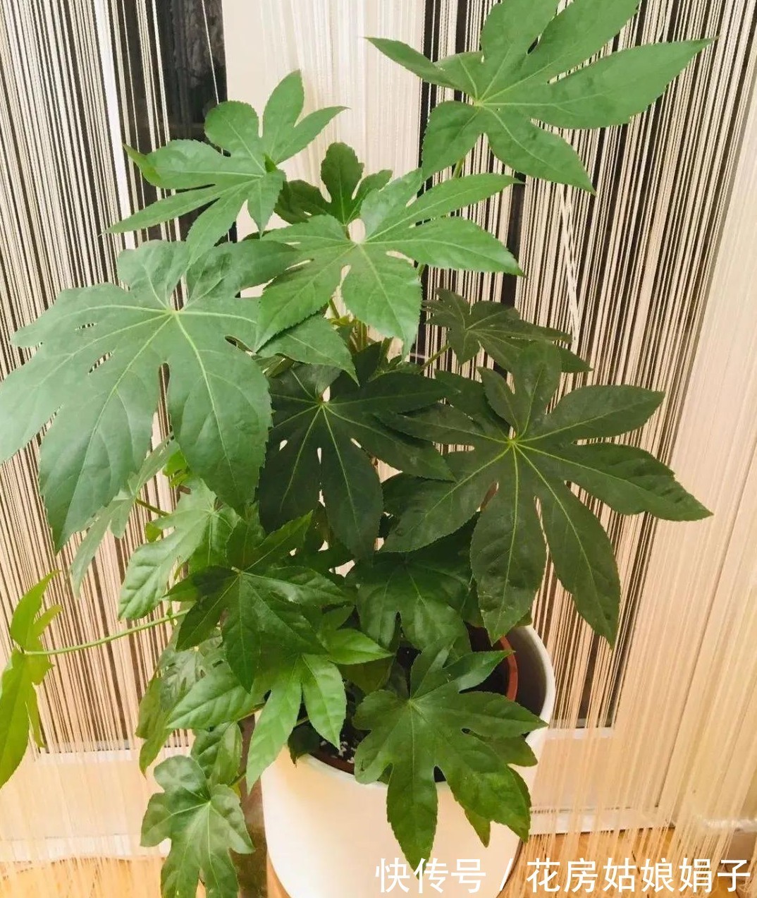 橡皮树|8种观叶植物，耐阴耐旱好养活，30天不晒太阳不浇水，活的很好