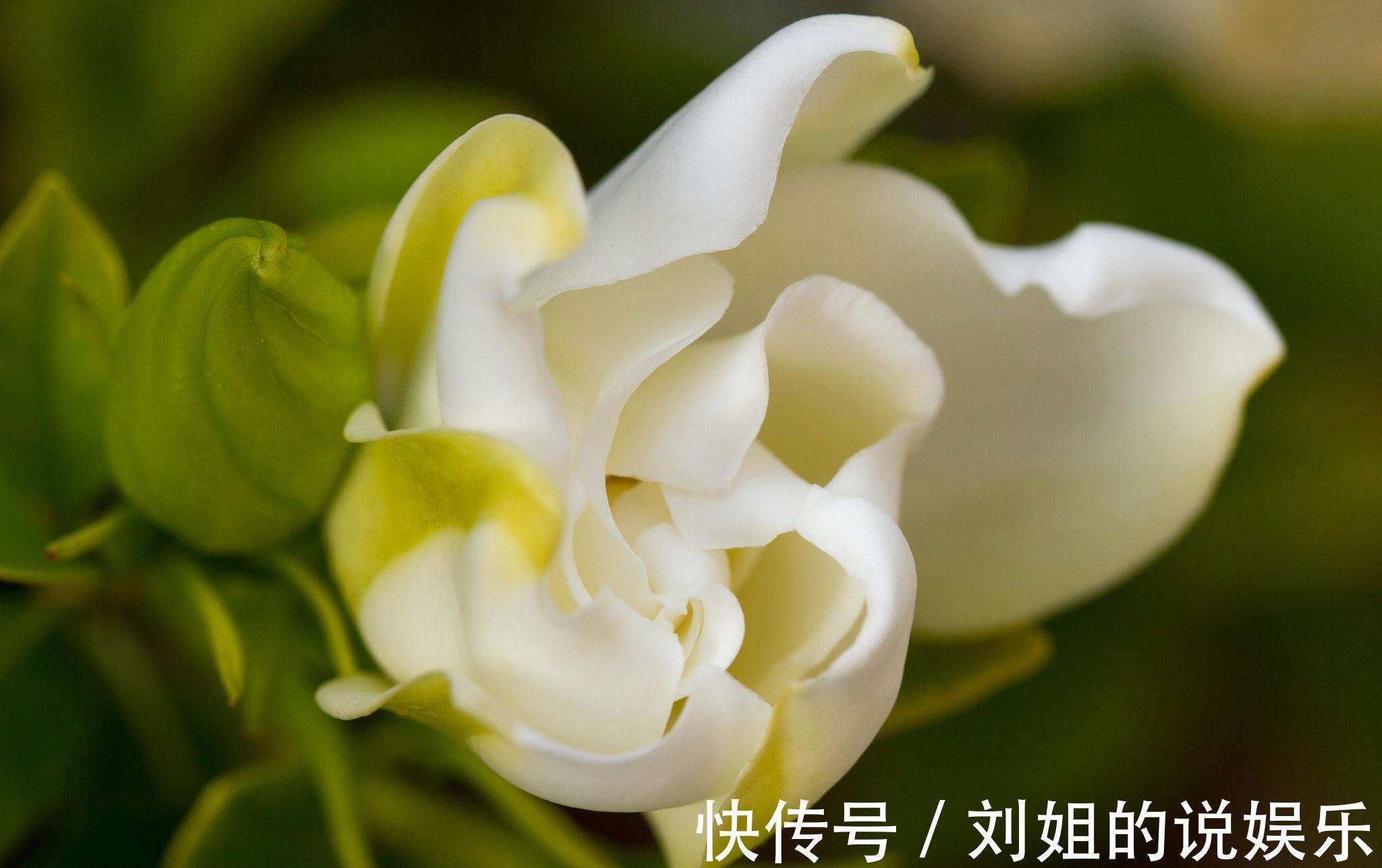 养花试试这几款，花色艳丽，经常被用来当做香水的原料